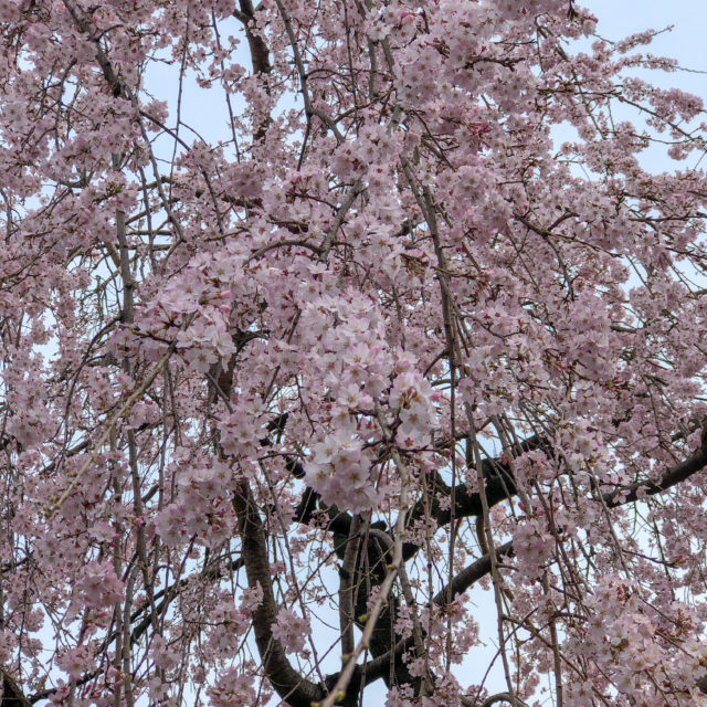 桜満開セール開催！