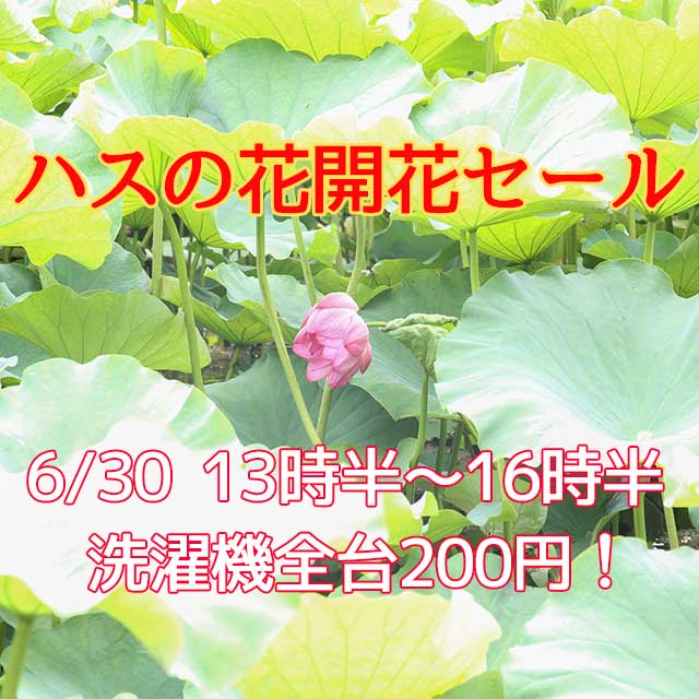 ハスの花セール20200630