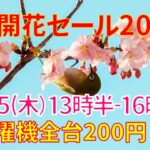 不忍池の河津桜が満開！桜開花セール2021開催!!