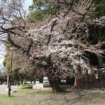 パンダ母子観覧の抽選開始！上野公園の桜がだいぶ咲いています♪